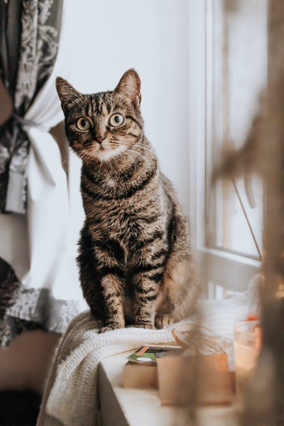 褐斑猫